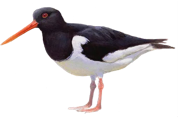 Picture of a standing bird